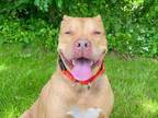 Adopt Toyota a Mixed Breed