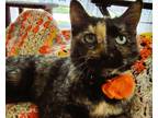 Adopt MARGIE X a Domestic Shorthair / Mixed (short coat) cat in Newaygo