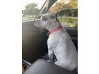 Adopt Rosie a White American Staffordshire Terrier / Mutt / Mixed dog in
