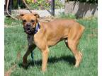Adopt GARFIELD a Tan/Yellow/Fawn Boxer dog in Kuna, ID (38869506)