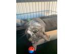 Adopt Petunia a Domestic Shorthair / Mixed (short coat) cat in Newberg