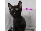 Adopt Elaine a Brown or Chocolate Havana Brown / Mixed cat in Fayetteville