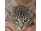 Adopt Billy a Gray or Blue Domestic Shorthair / Mixed cat in Columbus