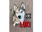 Adopt Loki Orem Handsome Boy a Gray/Blue/Silver/Salt & Pepper Husky dog in