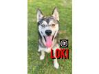 Adopt Loki Orem Handsome Boy a Gray/Blue/Silver/Salt & Pepper Husky dog in