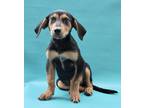 Adopt Percy a Black Beagle / Labrador Retriever / Mixed dog in Morton Grove