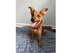 Adopt Arnold a Red/Golden/Orange/Chestnut German Shepherd Dog / Mixed dog in