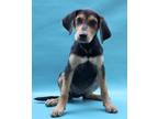 Adopt Paris a Black Beagle / Labrador Retriever / Mixed dog in Morton Grove