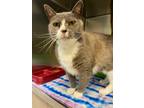 Adopt Parker a Domestic Shorthair / Mixed (short coat) cat in Vineland