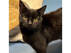 Adopt Jackie a Domestic Short Hair