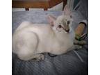 Adopt Brianna a Domestic Shorthair / Mixed (short coat) cat in Hampton