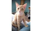 Adopt Butters a Domestic Shorthair / Mixed (short coat) cat in Hampton
