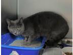 Adopt Glenda a Gray or Blue Domestic Shorthair (short coat) cat in Newport