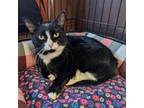 Adopt Squeek a Domestic Short Hair