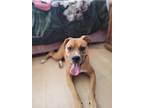 Adopt Pocahontas a Boxer / American Pit Bull Terrier dog in Denver