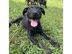 Adopt Dumpling a Black Mixed Breed (Medium) / Mixed dog in Auburn, AL (38668945)