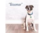 Adopt Boomer a Brindle Terrier (Unknown Type, Small) / Mixed dog in Montgomery