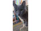 Adopt Betty Lou X a Domestic Shorthair / Mixed (short coat) cat in Newaygo