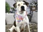 Adopt Anna a White - with Tan, Yellow or Fawn Pit Bull Terrier / Mixed dog in