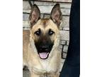 Adopt King Julien a Tan/Yellow/Fawn Shepherd (Unknown Type) / Belgian Malinois /