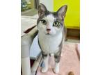 Adopt Lexie Grey a Domestic Short Hair