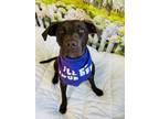 Adopt Sherb a Labrador Retriever, Mixed Breed