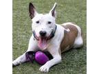 Adopt Dr. John a White - with Tan, Yellow or Fawn American Pit Bull Terrier /
