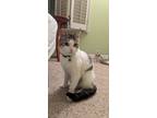 Adopt Oreo a White (Mostly) Domestic Shorthair / Mixed (short coat) cat in San
