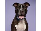 Adopt Gibson a Black Mixed Breed (Large) / Mixed dog in Pittsburgh