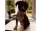 Adopt Link a Black Mixed Breed (Small) / Mixed dog in Columbus, NC (38700589)