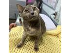 Adopt Ella a All Black Domestic Shorthair / Mixed cat in Columbus, NC (38711962)