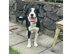 Adopt Figgy Newton a Black Mixed Breed (Medium) / Border Collie / Mixed dog in