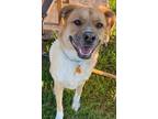 Adopt Daisy a Anatolian Shepherd