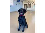 Adopt Nyx a Labrador Retriever