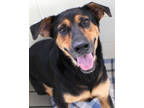 Adopt Zoey a Black German Shepherd Dog / Retriever (Unknown Type) / Mixed dog in
