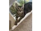 Adopt Tamari a Brown Tabby Domestic Shorthair (short coat) cat in Dallas