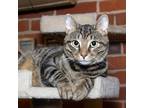 Adopt Odie a Brown or Chocolate Domestic Shorthair / Mixed cat in Evansville
