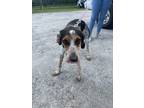 Adopt (J. Larson) a Black Black and Tan Coonhound / Mixed dog in Walterboro