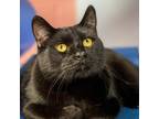 Adopt Cody a All Black Domestic Shorthair / Mixed cat in South Haven