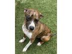 Adopt Bear a Brindle - with White Beagle / Boxer / Mixed dog in Crestview