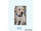 Adopt Ace a Tan/Yellow/Fawn Golden Retriever / Labrador Retriever / Mixed dog in