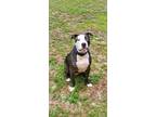 Adopt Blue a Gray/Blue/Silver/Salt & Pepper American Pit Bull Terrier / Mixed