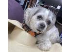 Adopt Myrtle a White - with Gray or Silver Lhasa Apso / Mixed dog in Brooklyn
