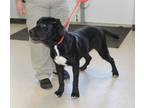 Adopt Dagger a Black Labrador Retriever / Mixed dog in Cleveland, GA (38675126)