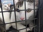 Adopt Aether a Gray or Blue American Shorthair / Domestic Shorthair / Mixed cat