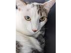 Adopt Ludrin a White American Shorthair / Domestic Shorthair / Mixed cat in Fort
