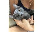 Adopt Maple a Gray or Blue Domestic Shorthair (short coat) cat in Toms River