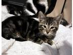 Adopt Blaze a Brown Tabby Domestic Shorthair (short coat) cat in Toms River