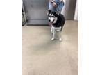 Adopt Chill a Black Husky / Mixed dog in Fort Worth, TX (38674775)