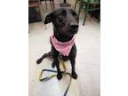 Adopt Doris a Black Labradoodle / Mixed Breed (Medium) / Mixed dog in Davis
